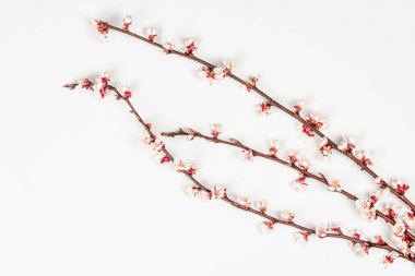 Beyaz arka planda, çiçek açan kayısı dalları. Kutlama kartı, geleneksel bahar çiçekleri. Düz yatış, model, şablon