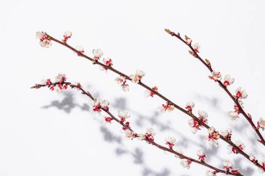 Beyaz arka planda, çiçek açan kayısı dalları. Kutlama kartı, geleneksel bahar çiçekleri. Düz yatış, model, şablon