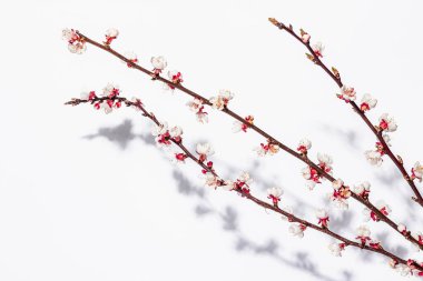 Beyaz arka planda, çiçek açan kayısı dalları. Kutlama kartı, geleneksel bahar çiçekleri. Düz yatış, model, şablon