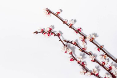 Beyaz arka planda, çiçek açan kayısı dalları. Kutlama kartı, geleneksel bahar çiçekleri. Düz yatış, model, şablon