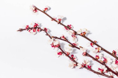 Beyaz arka planda, çiçek açan kayısı dalları. Kutlama kartı, geleneksel bahar çiçekleri. Düz yatış, model, şablon