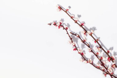 Beyaz arka planda, çiçek açan kayısı dalları. Kutlama kartı, geleneksel bahar çiçekleri. Düz yatış, model, şablon