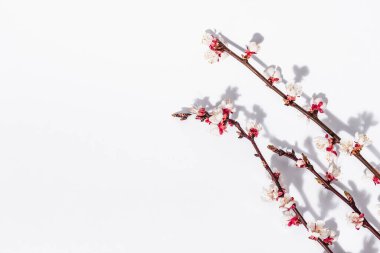 Beyaz arka planda, çiçek açan kayısı dalları. Kutlama kartı, geleneksel bahar çiçekleri. Düz yatış, model, şablon