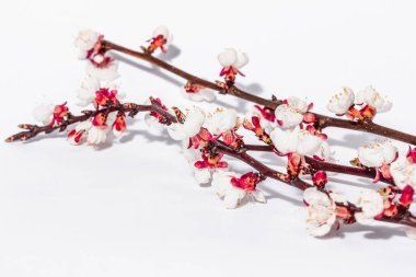 Beyaz arka planda, çiçek açan kayısı dalları. Kutlama kartı, geleneksel bahar çiçekleri. Düz yatış, model, şablon