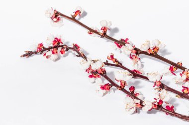 Beyaz arka planda, çiçek açan kayısı dalları. Kutlama kartı, geleneksel bahar çiçekleri. Düz yatış, model, şablon