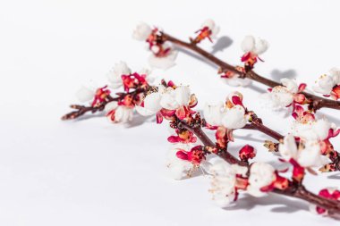 Beyaz arka planda, çiçek açan kayısı dalları. Kutlama kartı, geleneksel bahar çiçekleri. Düz yatış, model, şablon