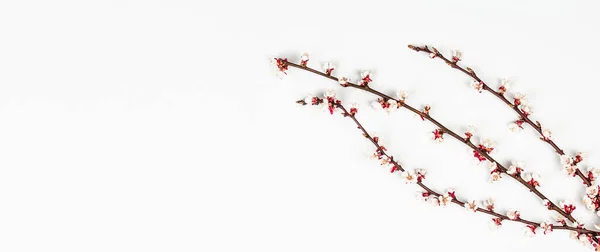 Blooming Apricot Branches Isolated White Background Festive Greeting Card Traditional — ストック写真