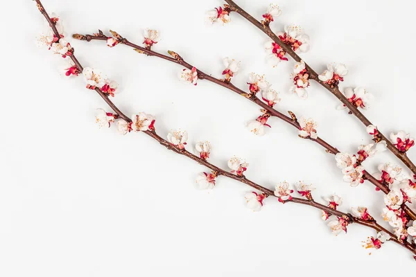 Blomstrende Abrikos Grene Isoleret Hvid Baggrund Festligt Lykønskningskort Traditionelle Forårsblomster - Stock-foto