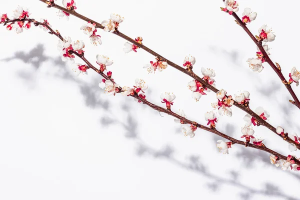 Beyaz arka planda, çiçek açan kayısı dalları. Kutlama kartı, geleneksel bahar çiçekleri. Düz yatış, model, şablon