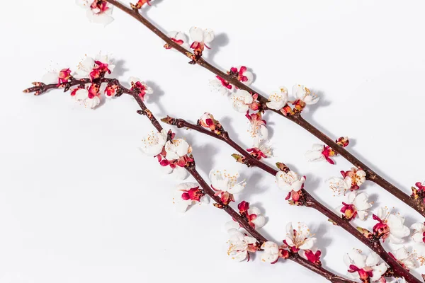 Blomstrende Abrikos Grene Isoleret Hvid Baggrund Festligt Lykønskningskort Traditionelle Forårsblomster - Stock-foto