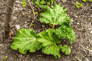 Genç ravent tomurcuğu ve büyük yeşil yapraklar. Bahar mevsiminde yetişen bitkiler. Bahçe konsepti arka planı, seçici odak