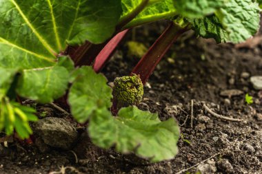 Genç ravent tomurcuğu ve büyük yeşil yapraklar. Bahar mevsiminde yetişen bitkiler. Bahçe konsepti arka planı, seçici odak