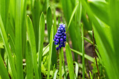Bahçede çiçek açan genç Muscari. Bahar mevsiminde yetişen bitkiler. Bahçe konsepti arka planı