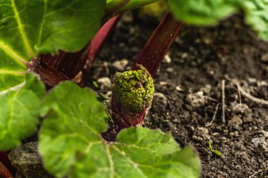 Genç ravent tomurcuğu ve büyük yeşil yapraklar. Bahar mevsiminde yetişen bitkiler. Bahçe konsepti arka planı, seçici odak