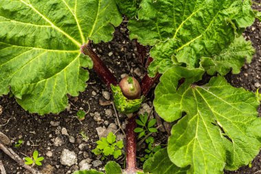 Genç ravent tomurcuğu ve büyük yeşil yapraklar. Bahar mevsiminde yetişen bitkiler. Bahçe konsepti arka planı, seçici odak