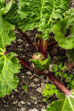 Genç ravent tomurcuğu ve büyük yeşil yapraklar. Bahar mevsiminde yetişen bitkiler. Bahçe konsepti arka planı, seçici odak