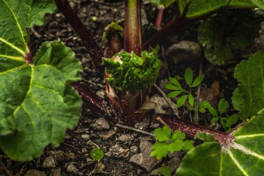 Genç ravent tomurcuğu ve büyük yeşil yapraklar. Bahar mevsiminde yetişen bitkiler. Bahçe konsepti arka planı, seçici odak