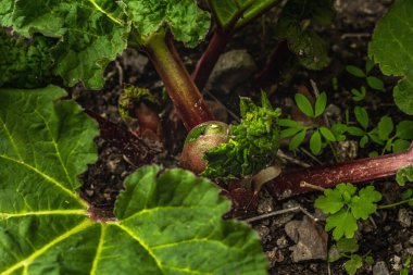 Genç ravent tomurcuğu ve büyük yeşil yapraklar. Bahar mevsiminde yetişen bitkiler. Bahçe konsepti arka planı, seçici odak