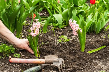 Gardening conceptual background. Woman's hands plant pink hyacinth into the soil. Spring season of outdoor work in a domestic garden