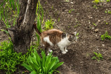Kedi caddede oturuyordu. Evcil kedi bahçede bir yürüyüşe çıktı. Kedi ahşap kütükte fotoğrafçıya poz verir.