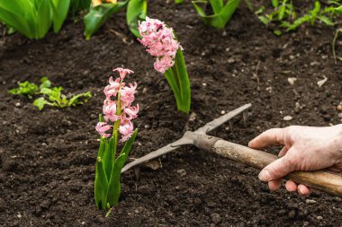 Bahçe aletleri, taze çiçekler, fideler. Bahçıvanlık konsepti. Bahar mevsiminde yetişen bitkiler. Sümbül, laleler, toprak