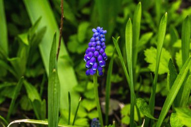Bahçede çiçek açan genç Muscari. Bahar mevsiminde yetişen bitkiler. Bahçe konsepti arka planı