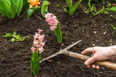 Bahçe aletleri, taze çiçekler, fideler. Bahçıvanlık konsepti. Bahar mevsiminde yetişen bitkiler. Sümbül, laleler, toprak