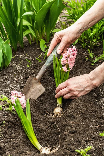 Bahçıvanlık kavramsal arka plan. Kadının elleri toprağa pembe sümbül ekiyor. Evcil bir bahçede bahar mevsimi açık hava çalışmaları