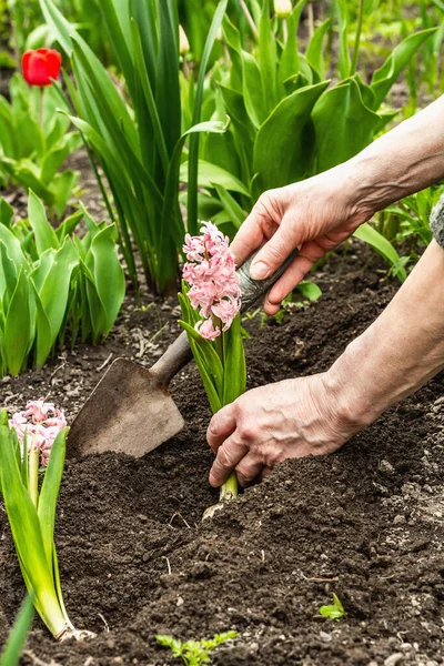 Bahçıvanlık kavramsal arka plan. Kadının elleri toprağa pembe sümbül ekiyor. Evcil bir bahçede bahar mevsimi açık hava çalışmaları