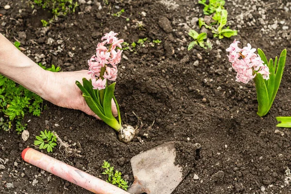 Bahçıvanlık kavramsal arka plan. Kadının elleri toprağa pembe sümbül ekiyor. Evcil bir bahçede bahar mevsimi açık hava çalışmaları
