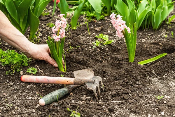 Bahçıvanlık kavramsal arka plan. Kadının elleri toprağa pembe sümbül ekiyor. Evcil bir bahçede bahar mevsimi açık hava çalışmaları