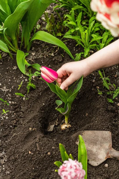 Bahçıvanlık kavramsal arka plan. Çocukların elleri toprağa pembe lale dikiyor. Bahar mevsimi iç bahçesinde açık hava çalışmaları