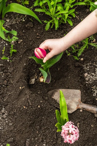 Bahçıvanlık kavramsal arka plan. Çocukların elleri toprağa pembe lale dikiyor. Bahar mevsimi iç bahçesinde açık hava çalışmaları