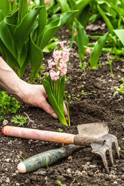 Bahçıvanlık kavramsal arka plan. Kadının elleri toprağa pembe sümbül ekiyor. Evcil bir bahçede bahar mevsimi açık hava çalışmaları