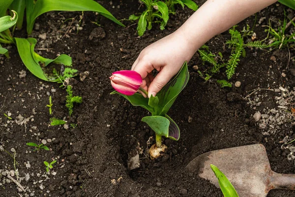 Bahçıvanlık kavramsal arka plan. Çocukların elleri toprağa pembe lale dikiyor. Bahar mevsimi iç bahçesinde açık hava çalışmaları