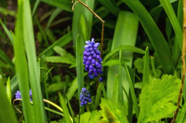 Bahçede çiçek açan genç Muscari. Bahar mevsiminde yetişen bitkiler. Bahçıvanlık konsepti arka plan, çiçek tarzı