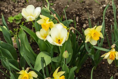Bahçede çiçek açan beyaz laleler ve narsisler. Bahar mevsiminde yetişen bitkiler. Bahçe konsepti arka planı