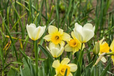 Bahçede çiçek açan beyaz laleler ve narsisler. Bahar mevsiminde yetişen bitkiler. Bahçe konsepti arka planı