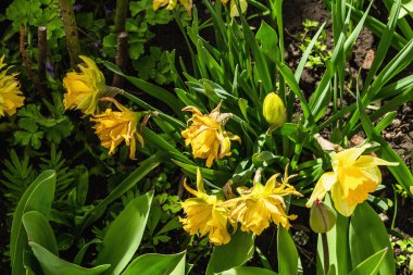 Bahçede çiçek açan sarı narsisli. Bahar mevsiminde yetişen bitkiler. Bahçe konsepti arka planı