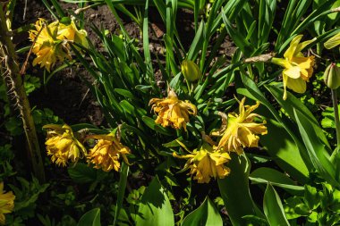 Bahçede çiçek açan sarı narsisli. Bahar mevsiminde yetişen bitkiler. Bahçe konsepti arka planı