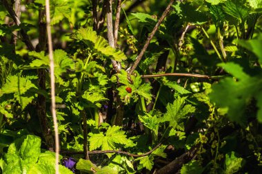 Bahçedeki frenk üzümü çiçeği. Bahar mevsiminde yetişen bitkiler. Bahçe konsepti arka plan, üst görünüm