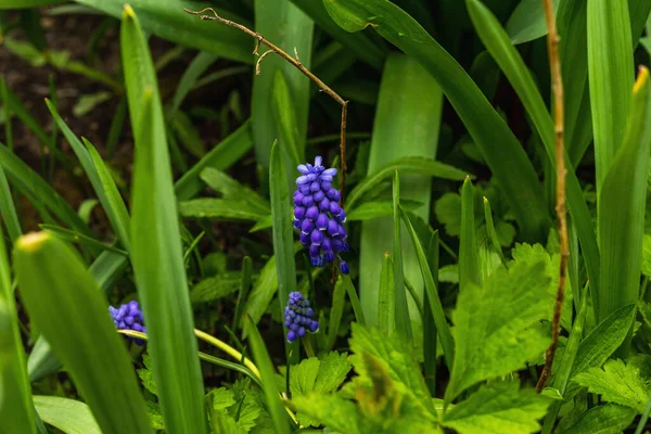 Bahçede çiçek açan genç Muscari. Bahar mevsiminde yetişen bitkiler. Bahçıvanlık konsepti arka plan, çiçek tarzı