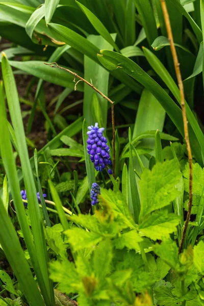 Bahçede çiçek açan genç Muscari. Bahar mevsiminde yetişen bitkiler. Bahçıvanlık konsepti arka plan, çiçek tarzı