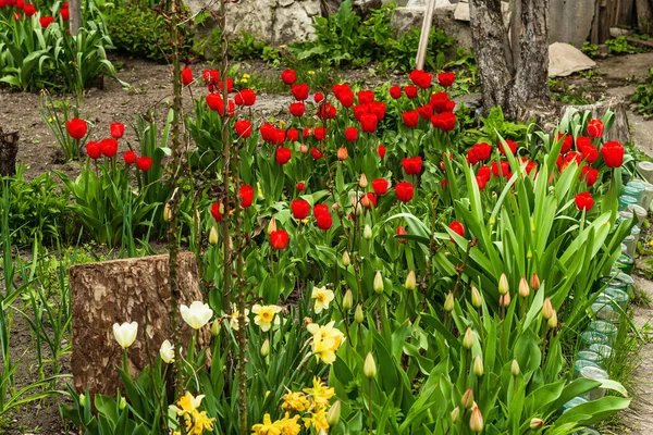 Blooming Red Tulips Garden Spring Seasonal Growing Plants Gardening Concept — Stock Photo, Image