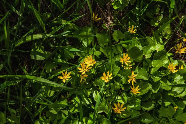 Blooming Ficaria Verna Lesser Celandine Pilewort Spring Seasonal Growing Plants — стоковое фото