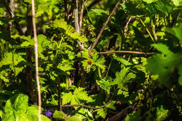 Bahçedeki frenk üzümü çiçeği. Bahar mevsiminde yetişen bitkiler. Bahçe konsepti arka plan, üst görünüm
