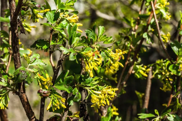 Kvetoucí Zlatý Rybíz Nebo Keř Ribes Aureum Zahradě Jarní Sezóna — Stock fotografie