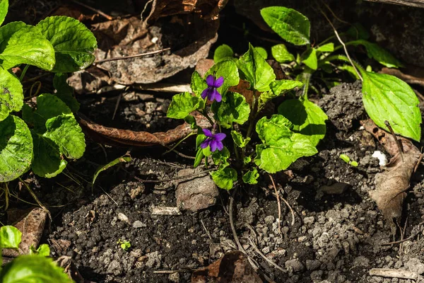 庭に紫色の花を咲かせます 成長する植物の春の季節 庭のコンセプトの背景 トップビュー — ストック写真