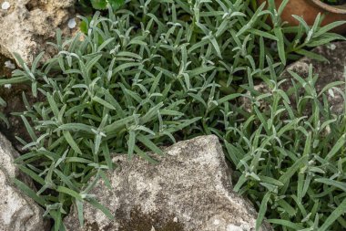 Taşların üzerindeki Cerastium tomentosum 'a tırmanıyorum. Alpine Hill için dekoratif bahçe işleri. Peyzaj tasarımı konsepti örneği, bahçe tasarımı.