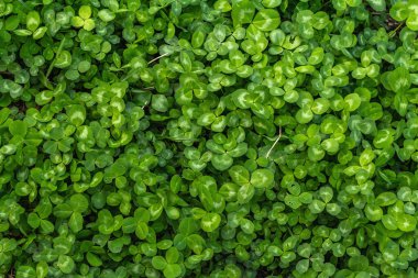 Taze yeşil yonca arka planı. Aziz Patrick Günü, iyi şansın sembolü, kavramsal düzlüğün. Bahar zamanı bahçıvanlık stili, metin için bir yer